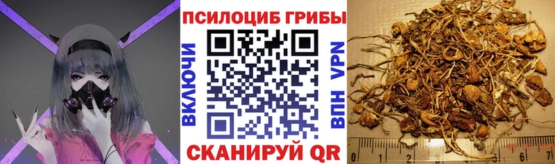 Псилоцибиновые грибы Psilocybe Чернушка