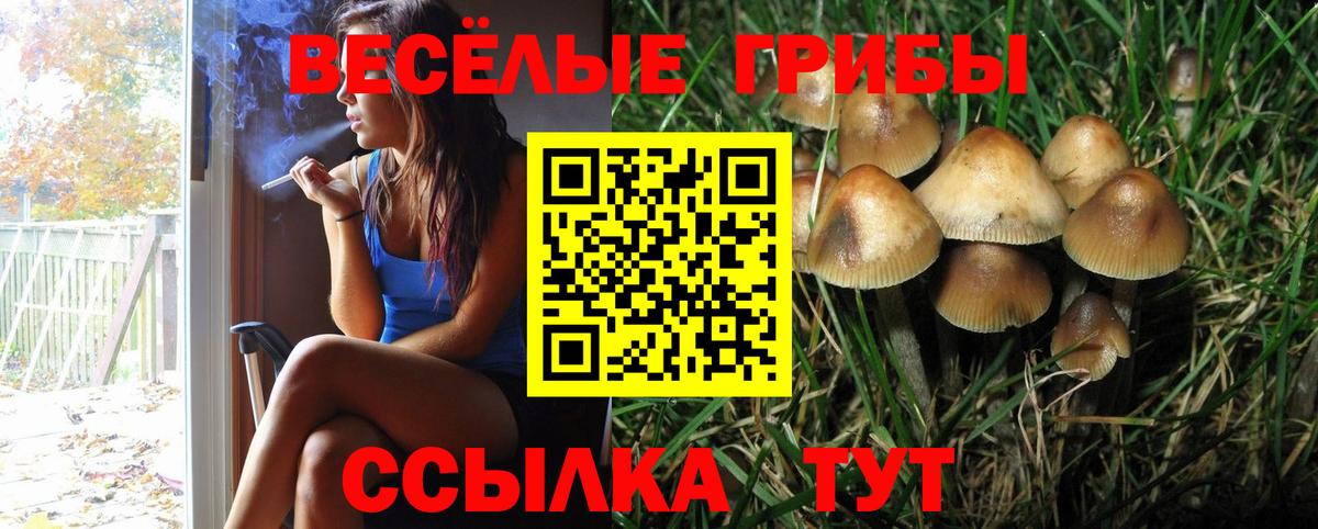 Чернушка  Галлюциногенные грибы Psilocybine cubensis  Вход с VPN 